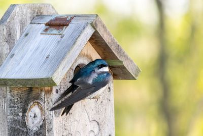 Close-up of bird perching on wood