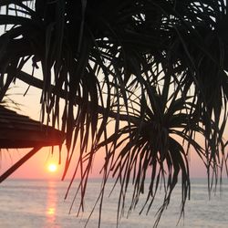 Palm trees at beach during sunset