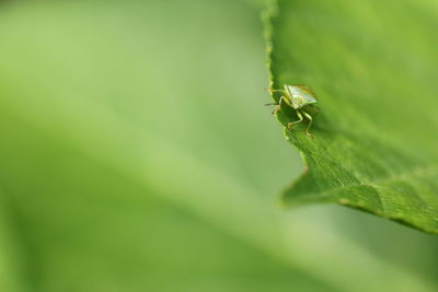 High angle view of insect on leaf