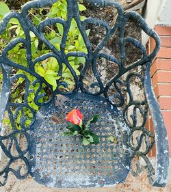 High angle view of potted plant