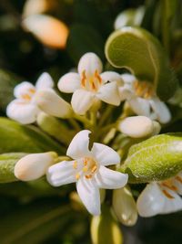 Close-up of white flowering plant