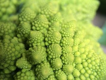 Close-up of romanesco cauliflower