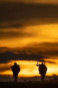 Silhouette horse on field against orange sky