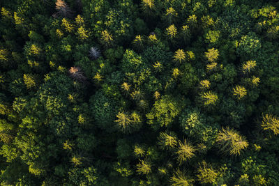 High angle view of trees in the forest