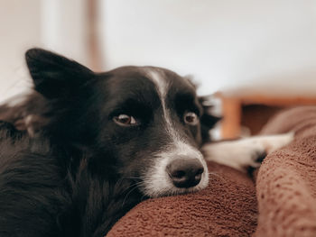 Close-up of a dog resting