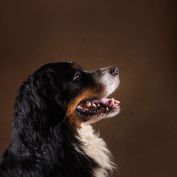 Close-up of dog looking away against black background