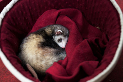 Close-up of ferret  relaxing on red bed