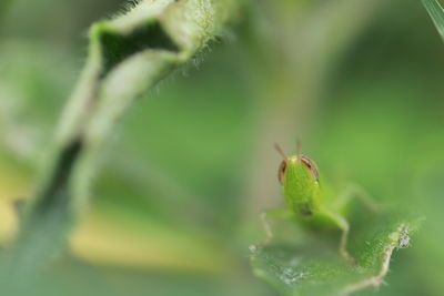 Close-up of insect on leaf