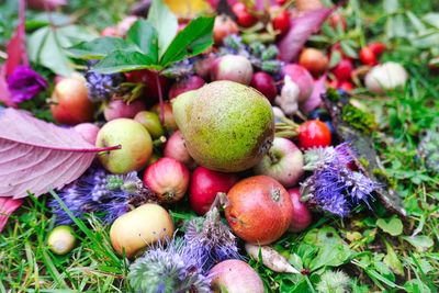 Close-up of fresh apples in field