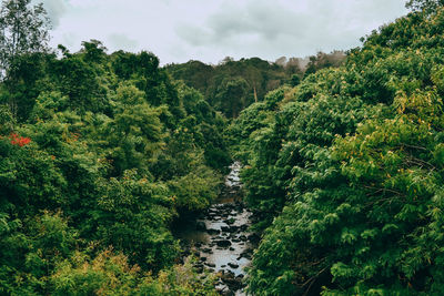 High angle view of trees growing in forest against sky