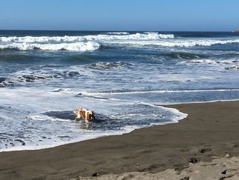 View of dog on beach