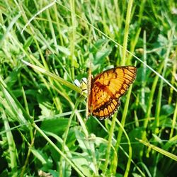 Butterfly on leaf