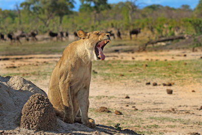 Lioness roaring while sitting by rock at hwange national park