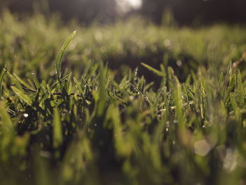 Close-up of grass growing on field