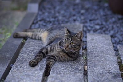 High angle portrait of tabby relaxing outdoors
