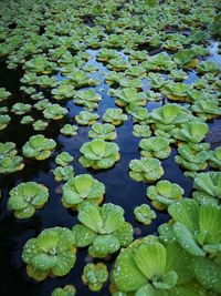 High angle view of leaves floating on water