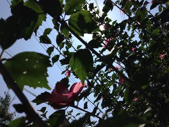 Low angle view of tree against sky