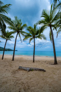 Palm trees on beach against sky