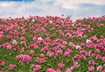Close-up of pink flowering plants on field