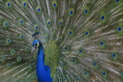 Full frame shot of peacock