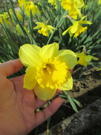 Close-up of cropped hand holding flower