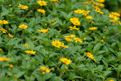 Close-up of yellow flowering plants on field