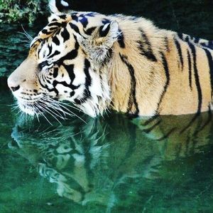 Close-up of tiger in water