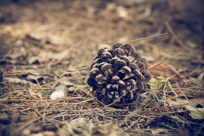 Close-up of dried pine cone on field