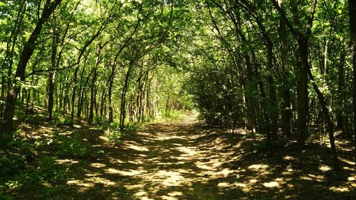 View of bamboo trees in forest