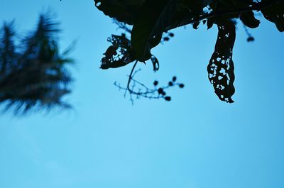 Low angle view of tree against blue sky