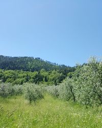 Scenic view of grassy field against blue sky