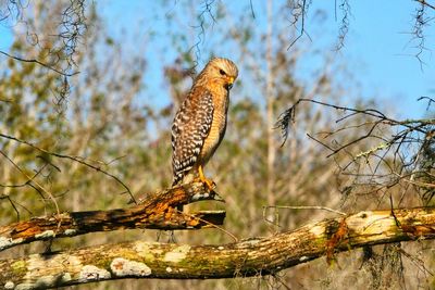 Low angle view of red shouldered hawk on perch 