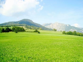 Scenic view of grassy field