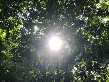 Low angle view of trees in forest against sky