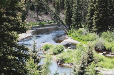 Stream flowing amidst trees in forest