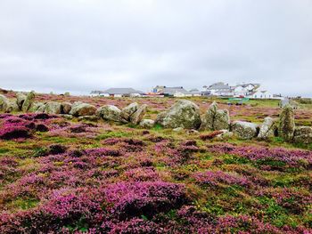 Fresh flowers blooming in field against cloudy sky