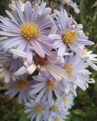 Close-up of white flower