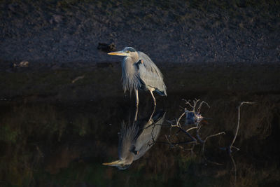 View of a bird flying over water