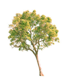 Close-up of tree against white background