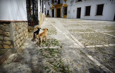 Rear view of stray dogs standing on road against building