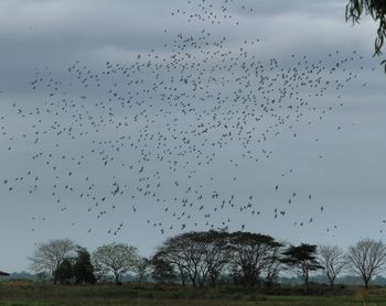 Flock of birds flying against sky