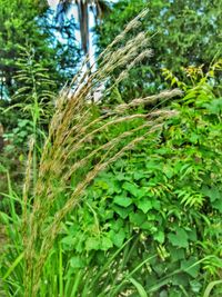 Close-up of fresh green grass