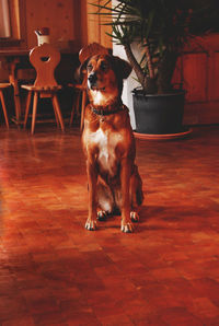 View of dog standing