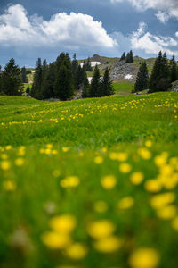 Scenic view of grassy field against sky