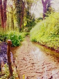 Scenic view of forest