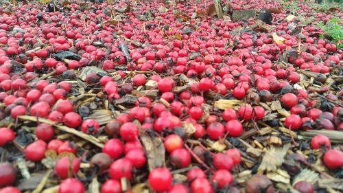 High angle view of berries growing on plant