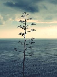 Scenic view of sea against sky at sunset