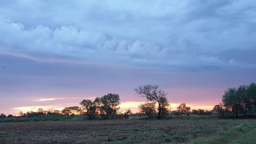 Trees on field against sky during sunset