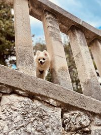 Portrait of dog