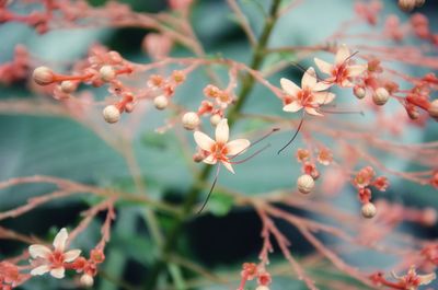 Close-up of cherry blossom